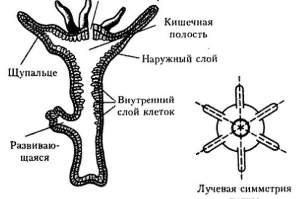 Кракен через тор браузер